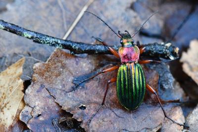 <i>Carabus auronitens</i>