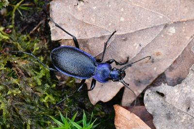 <i>Carabus problematicus</i>