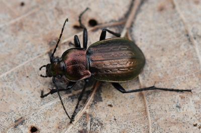 <i>Carabus arvensis</i>