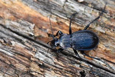 <i>Carabus arvensis</i>