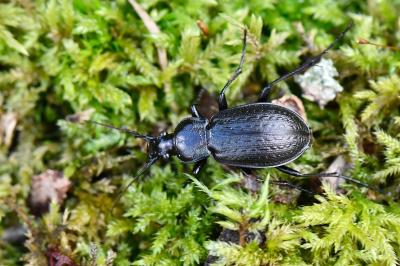 <i>Carabus arvensis</i>