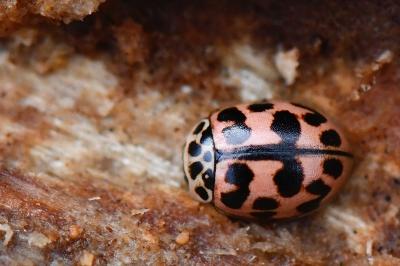 <i>Oenopia conglobata</i>