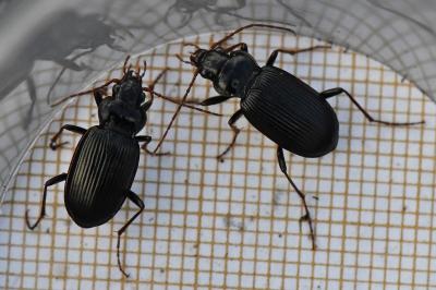 <i>Nebria brevicollis</i>
