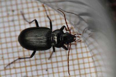 <i>Nebria brevicollis</i>