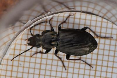 <i>Pterostichus oblongopunctatus</i>