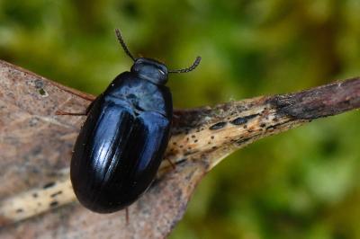 Platydema violacea