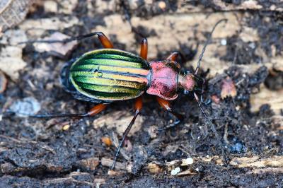 <i>Carabus auronitens</i>