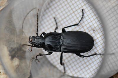 <i>Abax parallelepipedus</i>