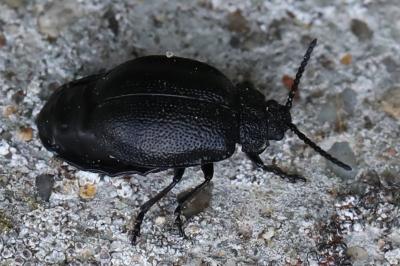 <i>Galeruca tanaceti</i>