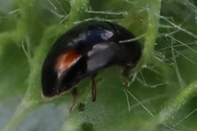 <i>Olibrus</i>