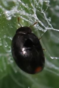 <i>Olibrus</i>