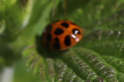 <i>Harmonia axyridis</i>