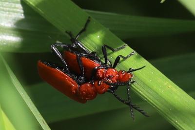 <i>Pyrochroa serraticornis</i>