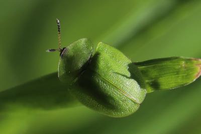 <i>Cassida viridis</i>