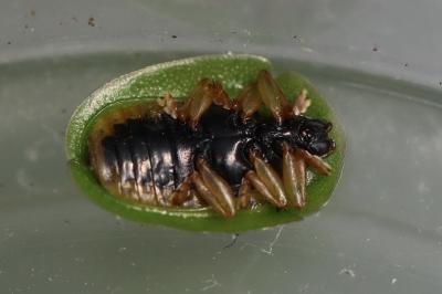 <i>Cassida viridis</i>