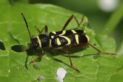 Clytus arietis