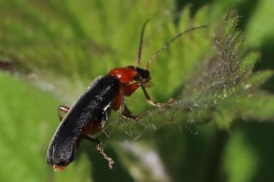 <i>Cantharis pellucida</i>