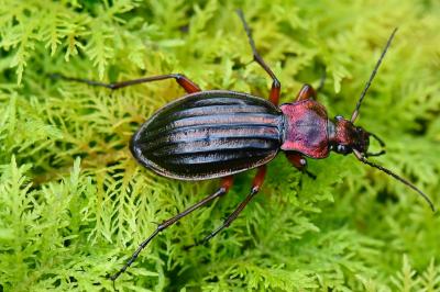 <i>Carabus auronitens</i>