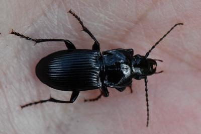 <i>Abax parallelus</i>