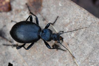 <i>Cychrus caraboides</i>