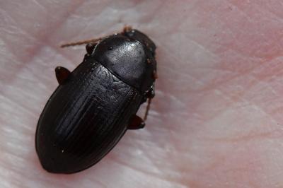 <i>Nalassus laevioctostriatus</i>