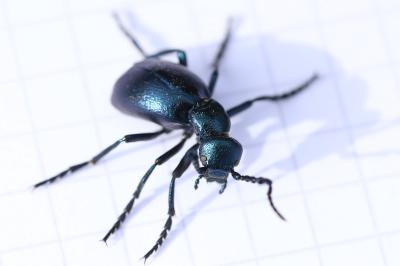 <i>Meloe violaceus</i>