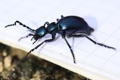 <i>Meloe violaceus</i>