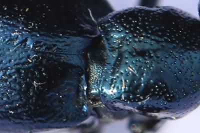 <i>Meloe violaceus</i>