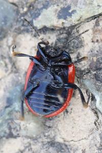 <i>Chrysolina</i>