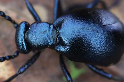 <i>Meloe violaceus</i>