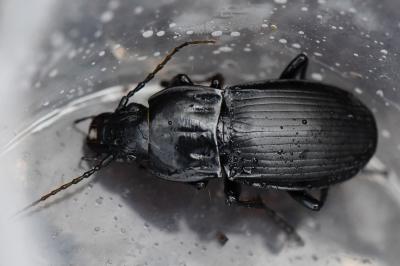 <i>Abax parallelepipedus</i>