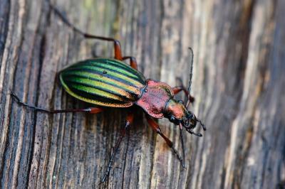 <i>Carabus auronitens</i>