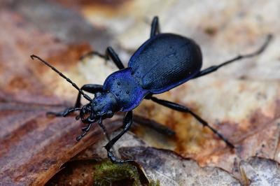 <i>Carabus problematicus</i>