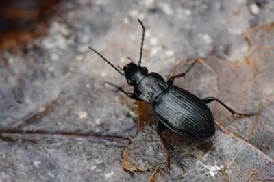 <i>Pterostichus oblongopunctatus</i>