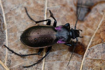 <i>Carabus nemoralis</i>