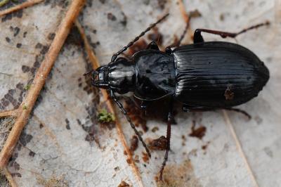 <i>Pterostichus oblongopunctatus</i>