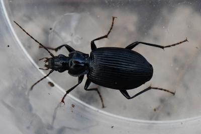 <i>Platynus assimilis</i>