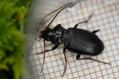 <i>Nebria brevicollis</i>