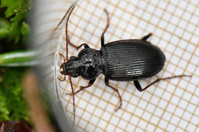 <i>Nebria brevicollis</i>