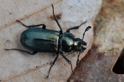 <i>Platycerus caraboides</i>