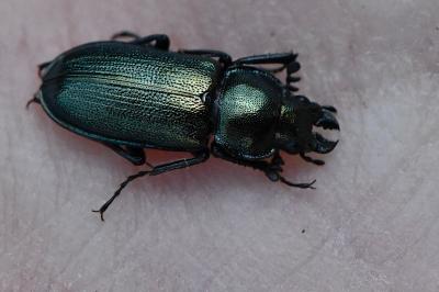 <i>Platycerus caraboides</i>