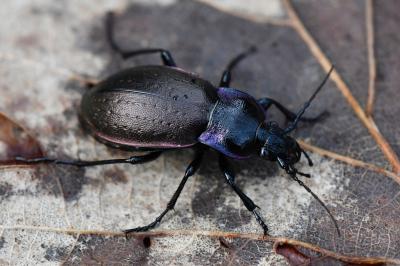 <i>Carabus nemoralis</i>