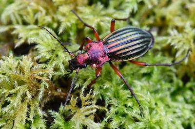 <i>Carabus auronitens</i>
