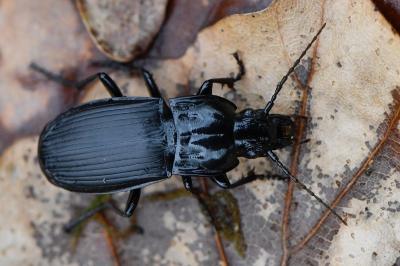 <i>Abax parallelepipedus</i>