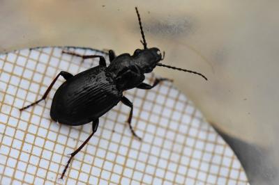 <i>Pterostichus oblongopunctatus</i>