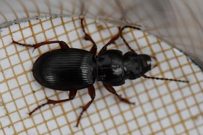 <i>Molops piceus</i>