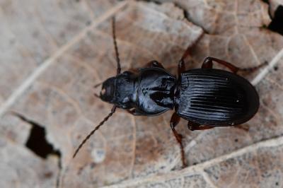 <i>Molops piceus</i>