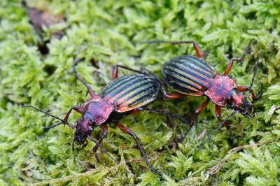 <i>Carabus auronitens</i>