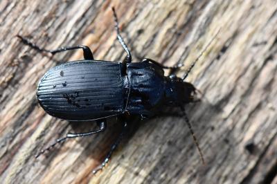 <i>Abax parallelepipedus</i>