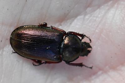 <i>Platycerus caraboides</i>